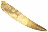 Real Fossil Spinosaurus Tooth - Near Complete Root! #365664-1